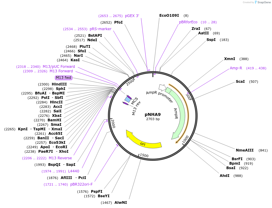 223642-plasmid-map-sequence-id-447898