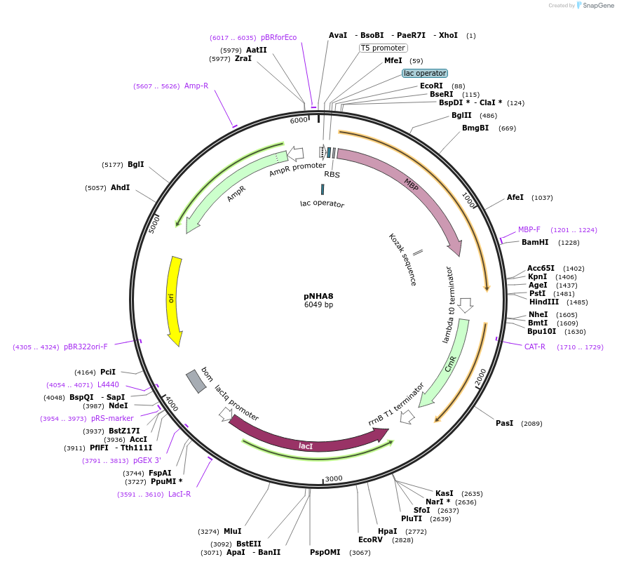 223650-plasmid-map-sequence-id-447905