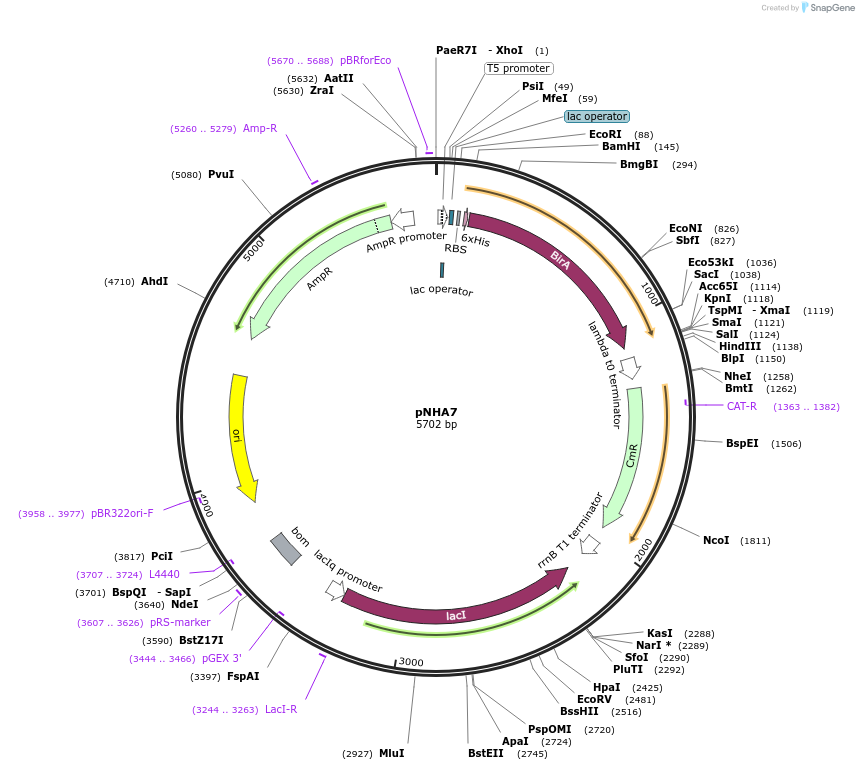 223649-plasmid-map-sequence-id-447908
