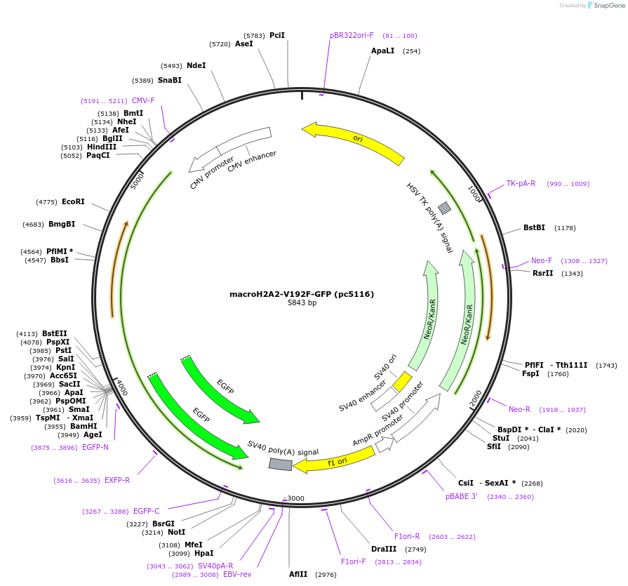 223439-plasmid-map-sequence-id-447909