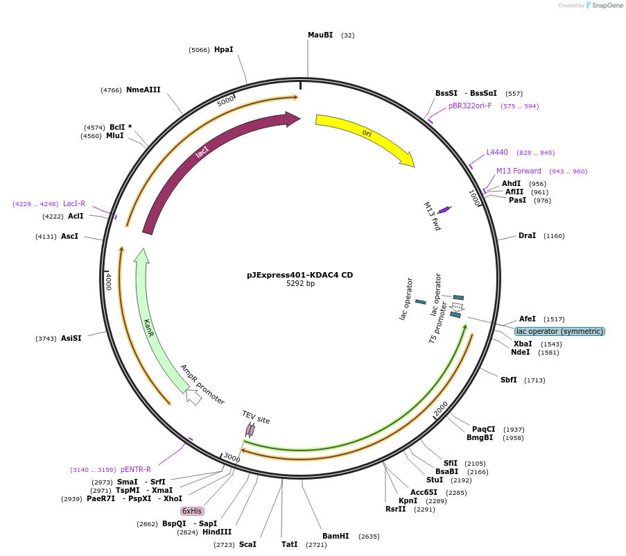 224251-plasmid-map-sequence-id-447911