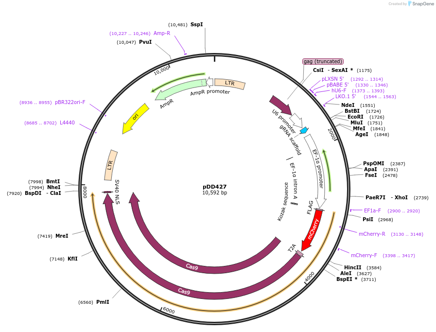 202080-plasmid-map-sequence-id-447913