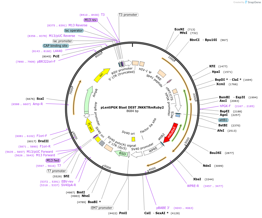 59154-plasmid-map-sequence-id-447918