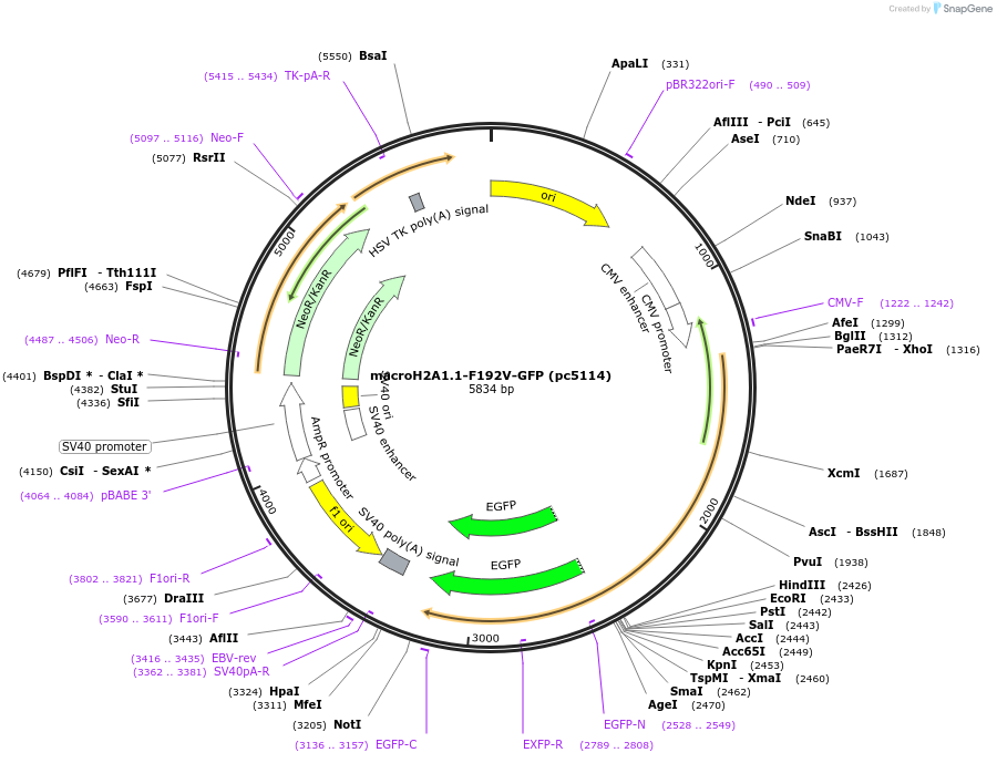223437-plasmid-map-sequence-id-447924