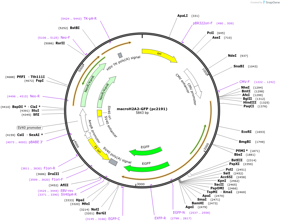 223709-plasmid-map-sequence-id-447925