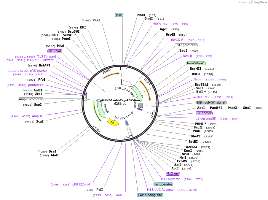223216-plasmid-map-sequence-id-447930