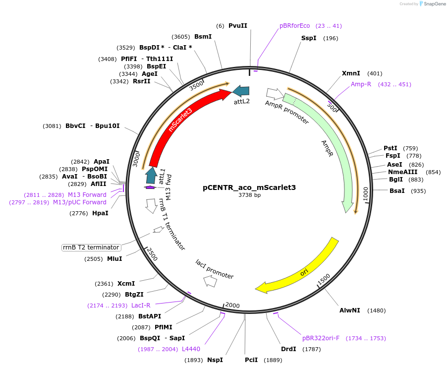225984-plasmid-map-sequence-id-448009