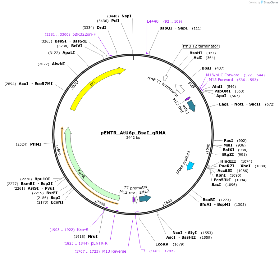 225987-plasmid-map-sequence-id-448010