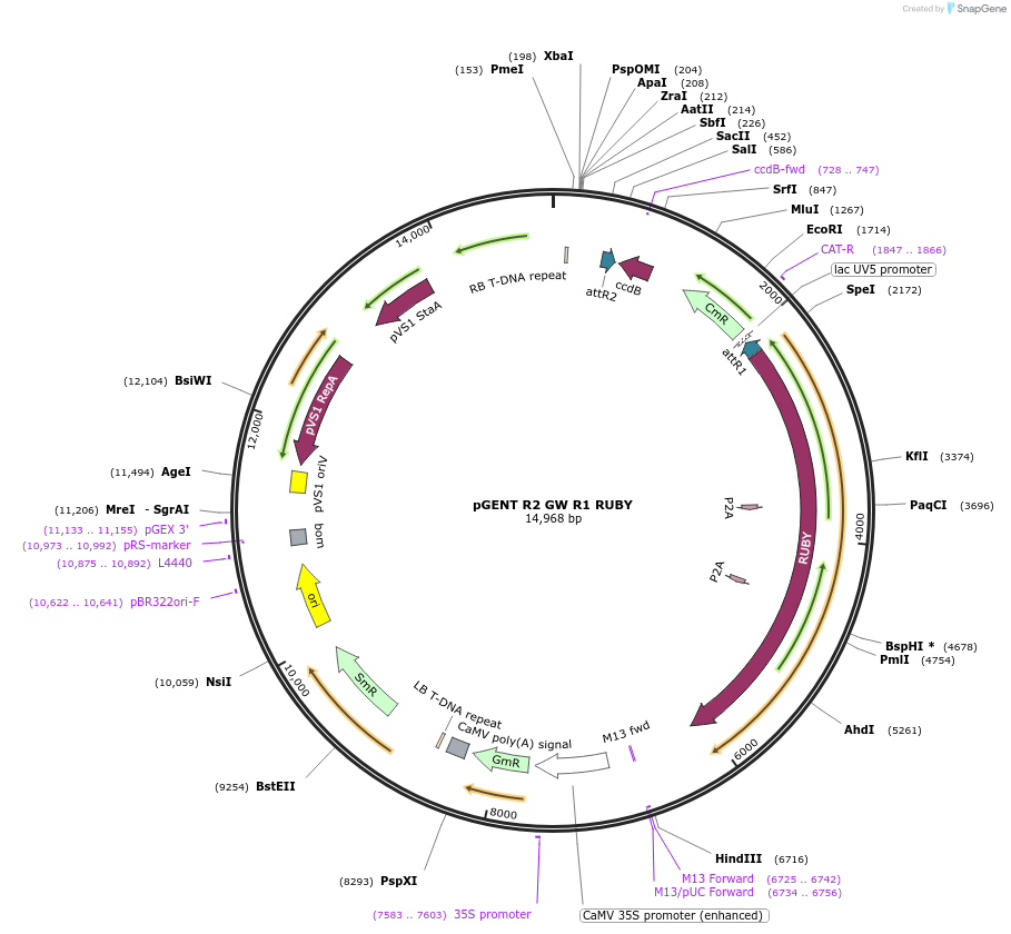 225988-plasmid-map-sequence-id-448011