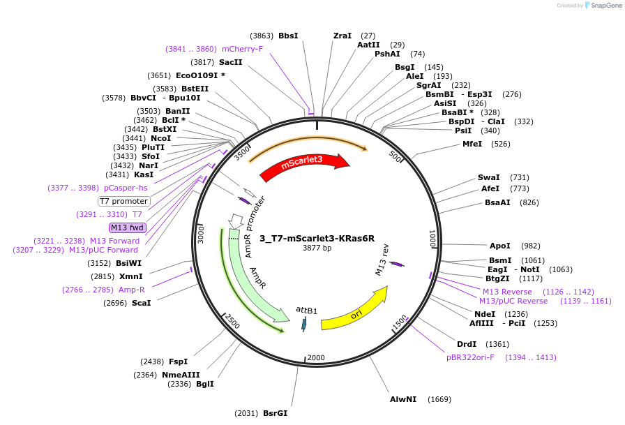 225930-plasmid-map-sequence-id-448025