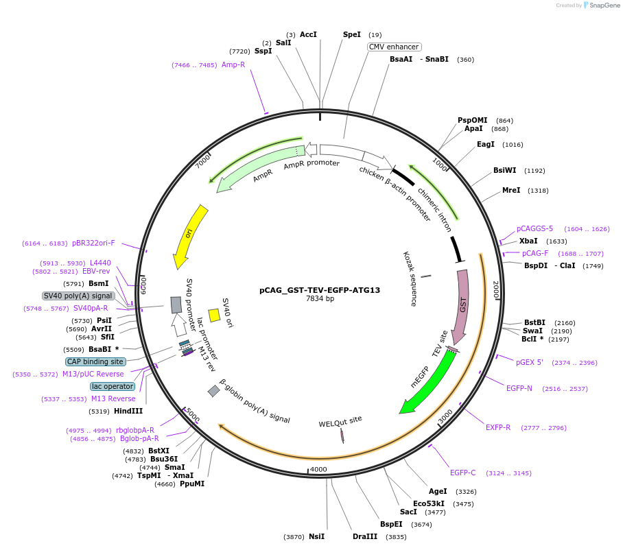 223797-plasmid-map-sequence-id-448031