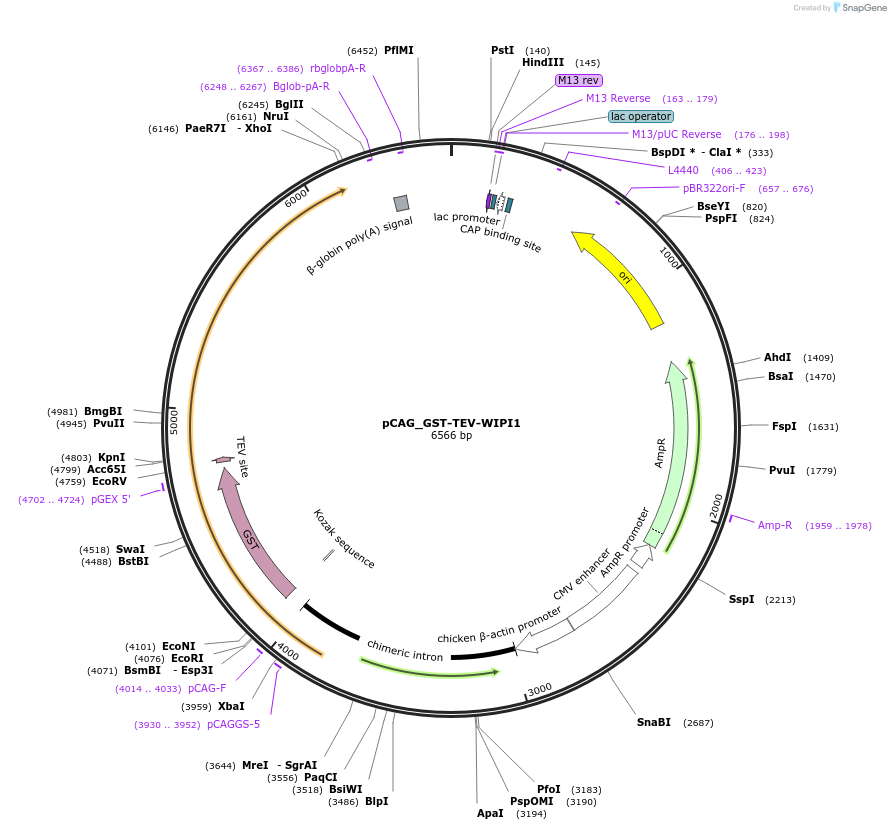 223798-plasmid-map-sequence-id-448032