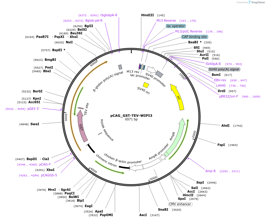 223800-plasmid-map-sequence-id-448034