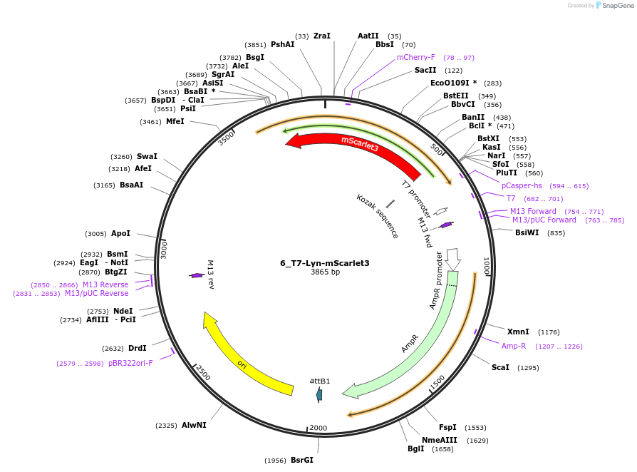 225933-plasmid-map-sequence-id-448042