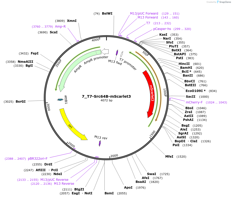 225934-plasmid-map-sequence-id-448045