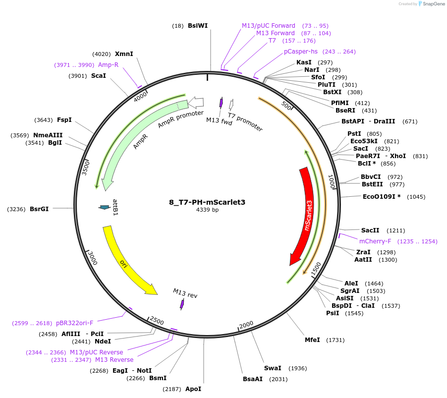 225935-plasmid-map-sequence-id-448046