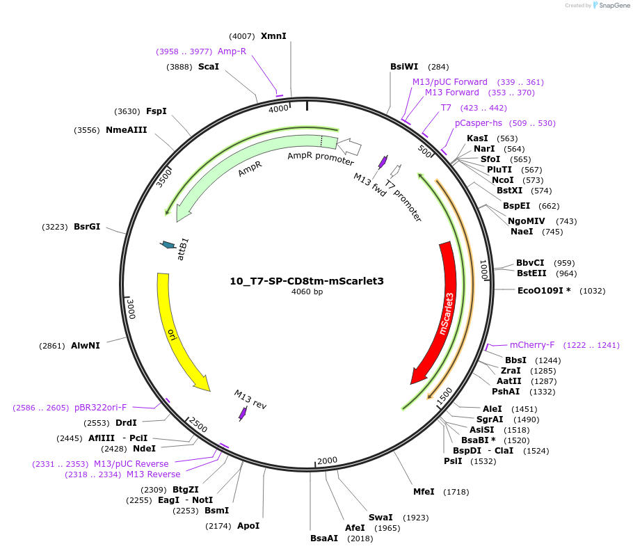 225937-plasmid-map-sequence-id-448049