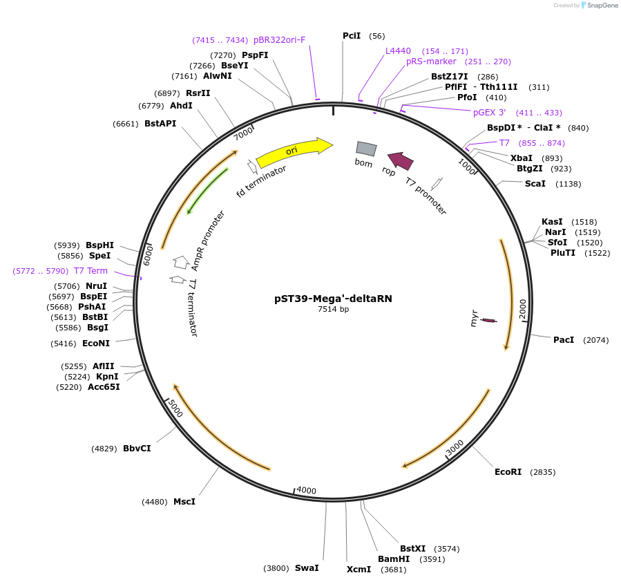 216900-plasmid-map-sequence-id-448051