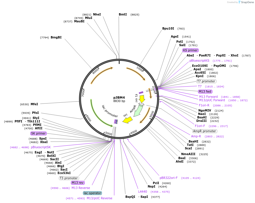 225291-plasmid-map-sequence-id-448052