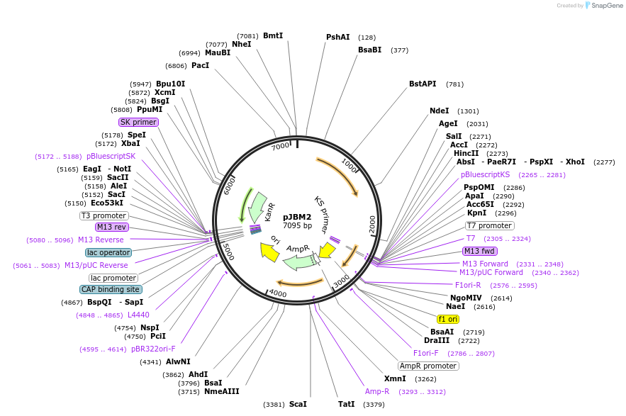 225289-plasmid-map-sequence-id-448055