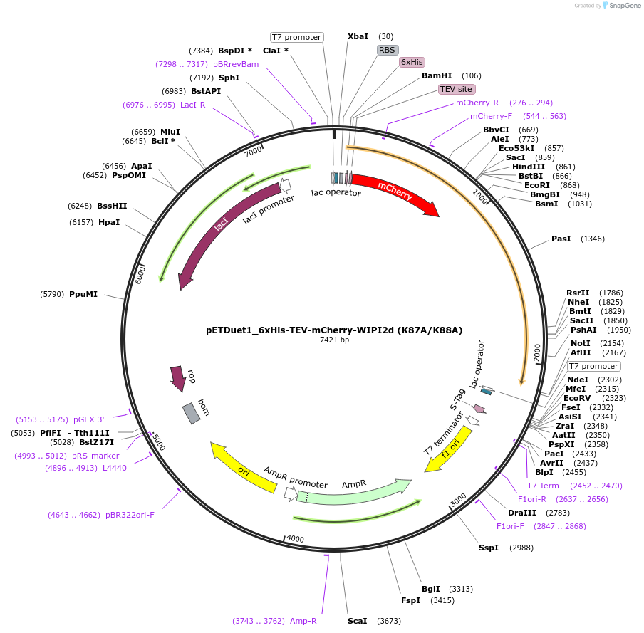 223751-plasmid-map-sequence-id-448071