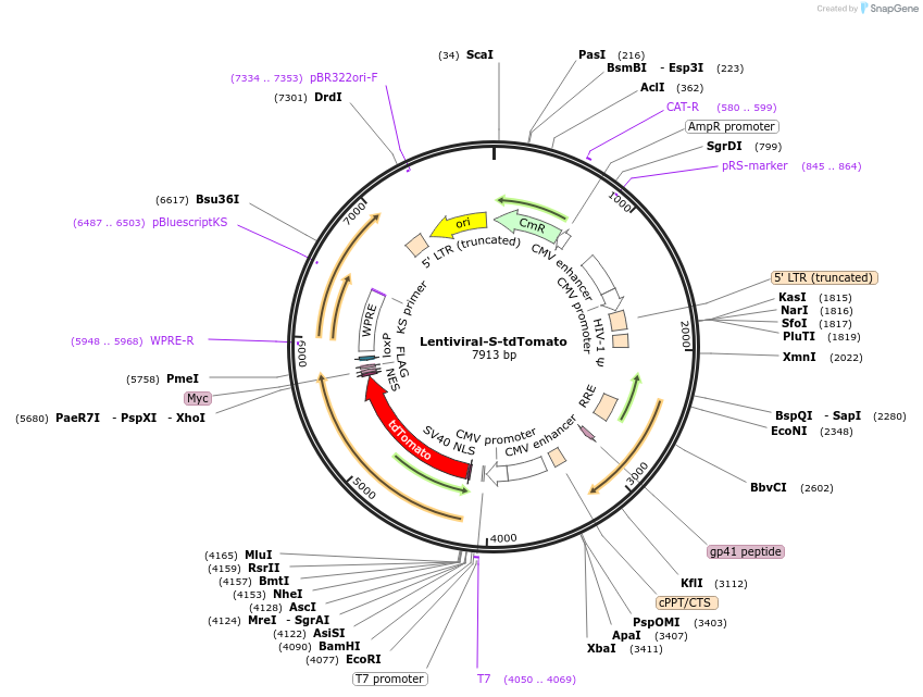 112579-plasmid-map-sequence-id-448137