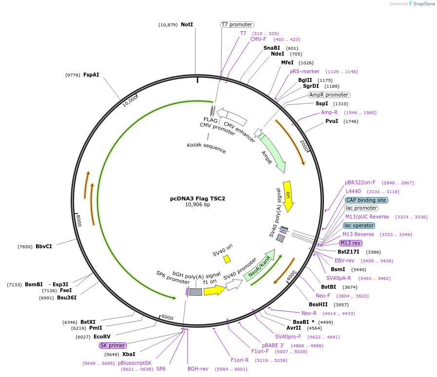 14129-plasmid-map-sequence-id-448145
