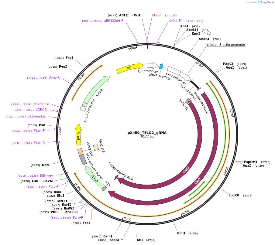 224379-plasmid-map-sequence-id-448155