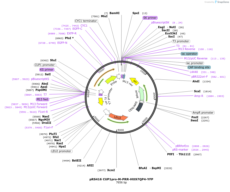 224885-plasmid-map-sequence-id-448159