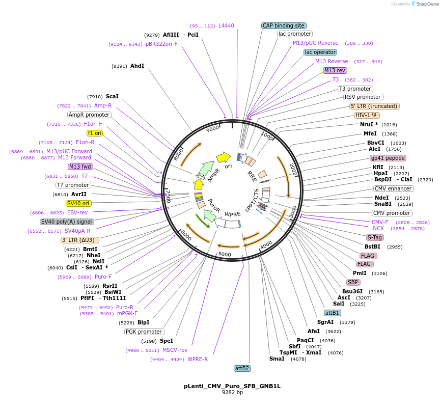 224381-plasmid-map-sequence-id-448160