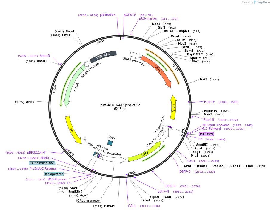 224875-plasmid-map-sequence-id-448177