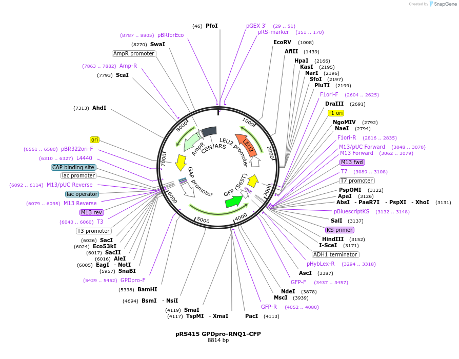 224887-plasmid-map-sequence-id-448181