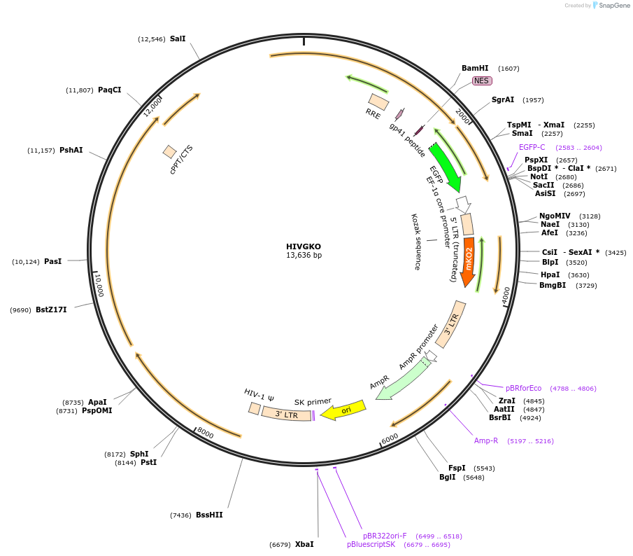 112234-plasmid-map-sequence-id-448184