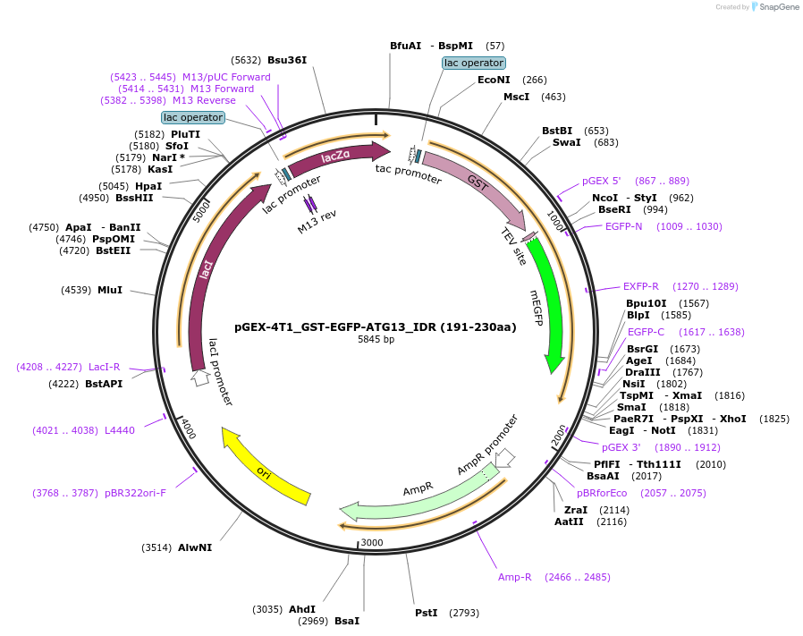 223792-plasmid-map-sequence-id-448232
