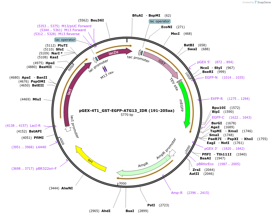 223791-plasmid-map-sequence-id-448233