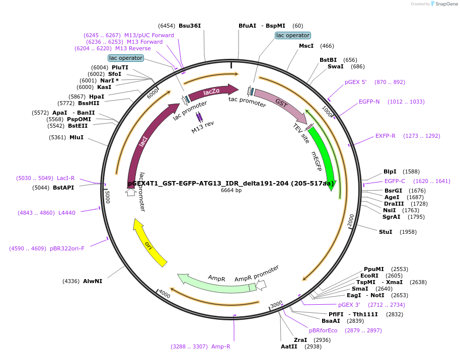 223786-plasmid-map-sequence-id-448234