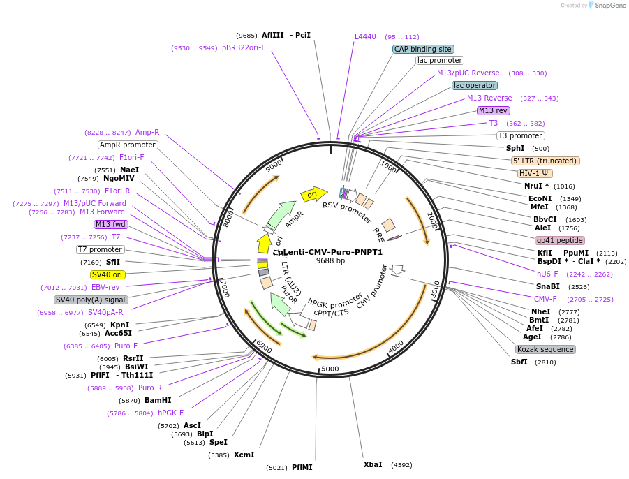 223315-plasmid-map-sequence-id-448237