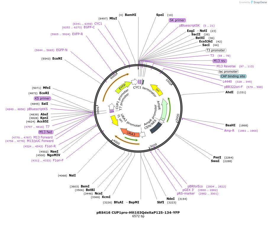 224882-plasmid-map-sequence-id-448243