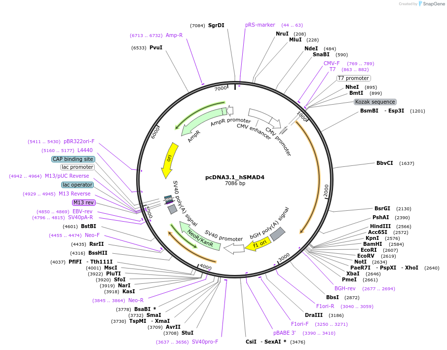 212710-plasmid-map-sequence-id-448252