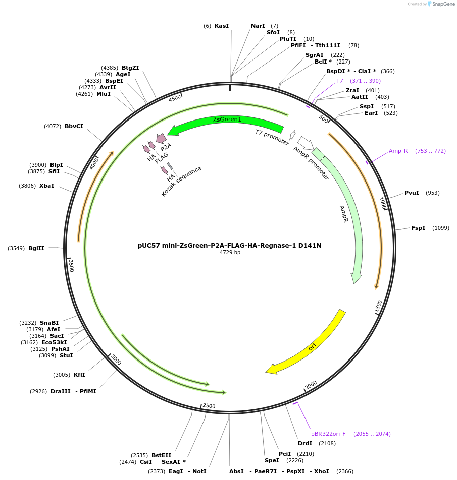 222650-plasmid-map-sequence-id-448254