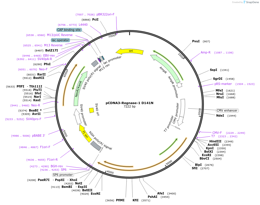 222654-plasmid-map-sequence-id-448258