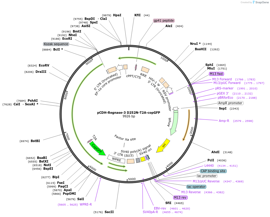 222661-plasmid-map-sequence-id-448260