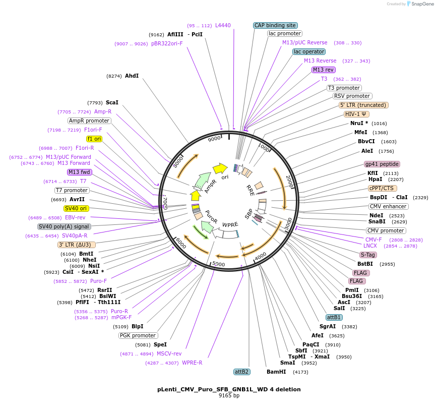 224385-plasmid-map-sequence-id-448283