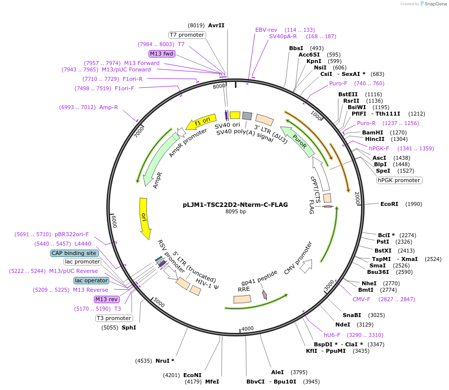 222683-plasmid-map-sequence-id-448292