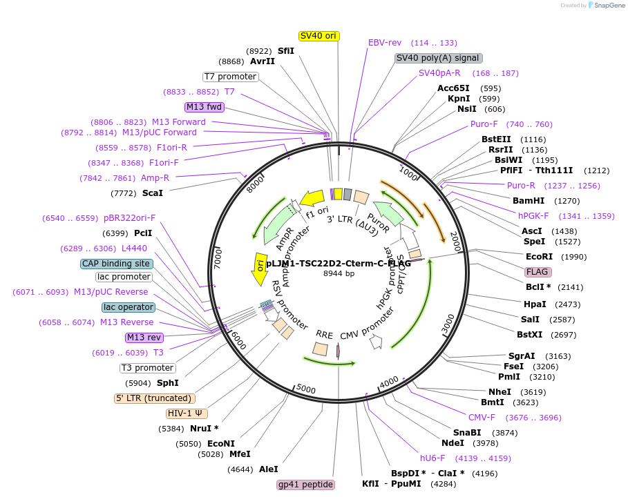 222685-plasmid-map-sequence-id-448297