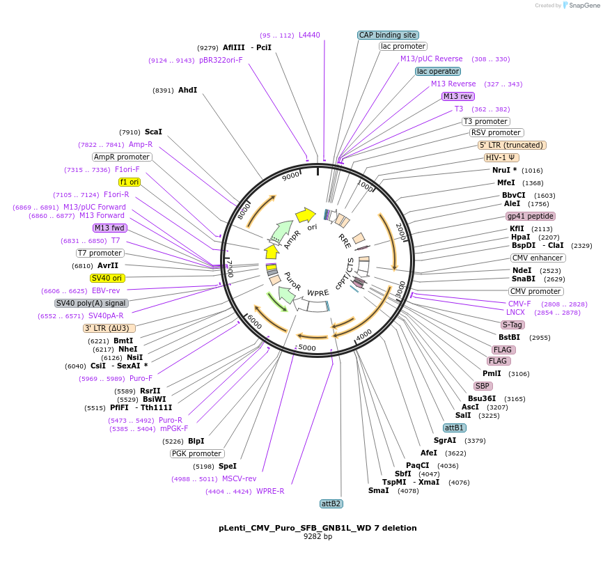 224388-plasmid-map-sequence-id-448298