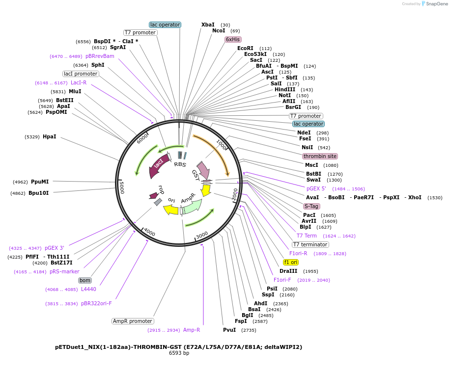 223753-plasmid-map-sequence-id-448300