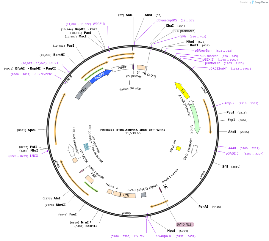 225355-plasmid-map-sequence-id-448301