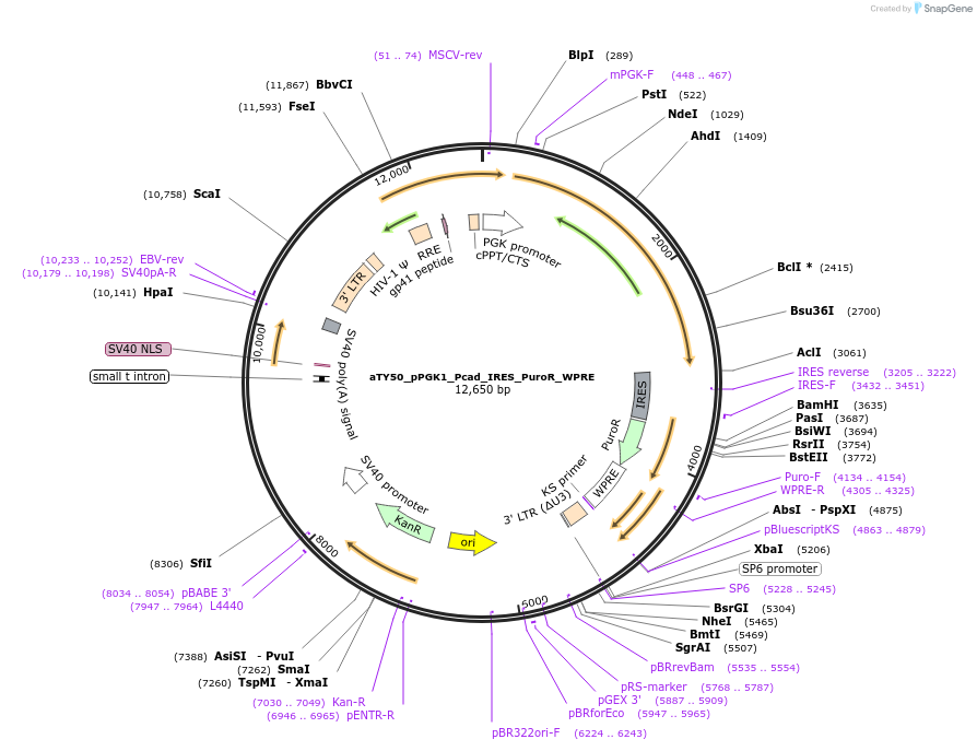 225348-plasmid-map-sequence-id-448308