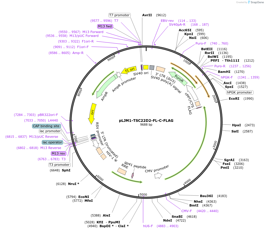 222681-plasmid-map-sequence-id-448320